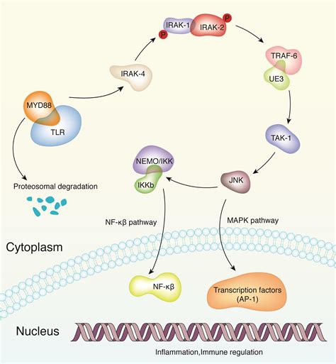 MYD88 .